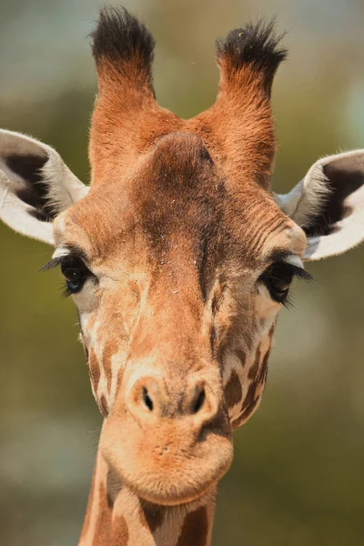 Függőleges Közelkép Egy Imádnivaló Zsiráf Arcáról Drezdai Állatkertben Németországban — Stock Fotó