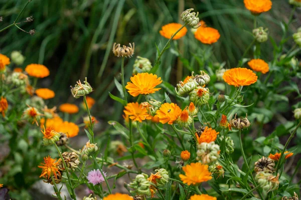 Eine Selektive Fokusaufnahme Orangefarbener Ringelblumen Garten — Stockfoto