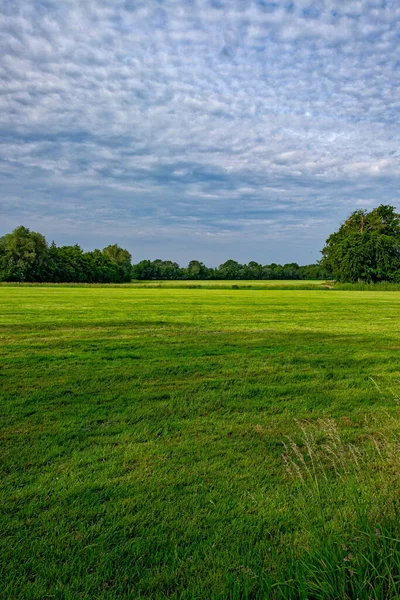 曇り空の下 背景に木のある緑の草原の垂直ショット — ストック写真