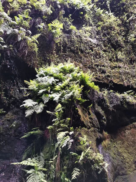 Plan Vertical Plantes Vertes Sur Île Palma Îles Canaries Espagne — Photo