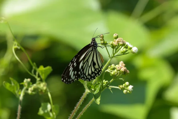 Une Vue Macro Une Hirondelle Vieux Monde Papilio Machaon Sur — Photo