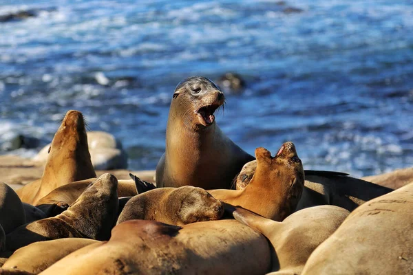 Troupeau Otaries Près Mer Bleue Par Une Journée Ensoleillée — Photo