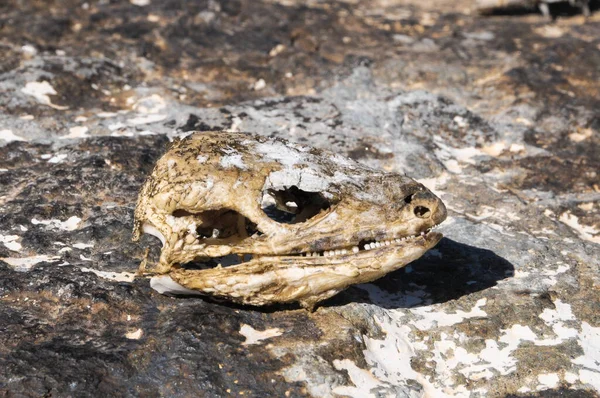 Canarian Dry Lizard Skull Bone Desert — Stock Photo, Image