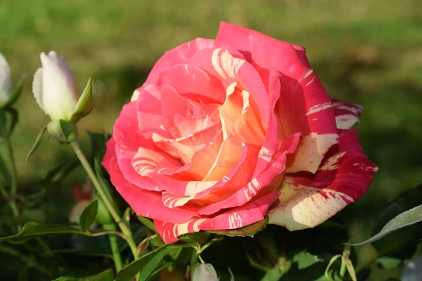 Primer Plano Una Hermosa Rosa Paul Gauguin — Foto de Stock