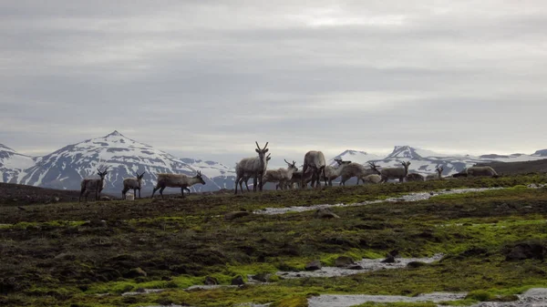 Iceland Has Best Nature — Stock Photo, Image