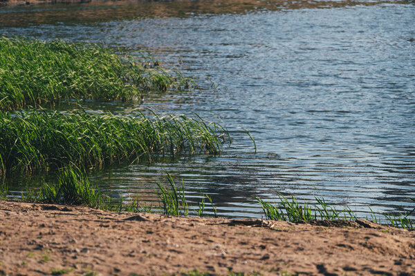 A beautiful shot of green plants growing on a lake