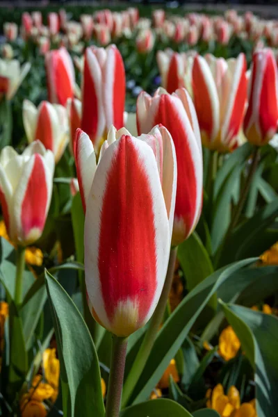 Vertical Closeup Tulipa Kaufmanniana Water Lily Tulips Keukenhof Lisse Netherlands — Stock Photo, Image