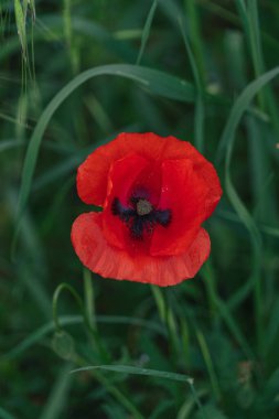 Çimenlerdeki kırmızı gelincik çiçeğinin yakın çekimi.
