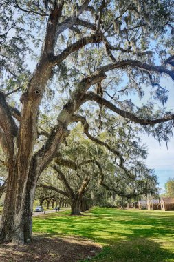 Güney Carolina, ABD 'deki Boone Hall Plantation & Gardens dikey çekimi