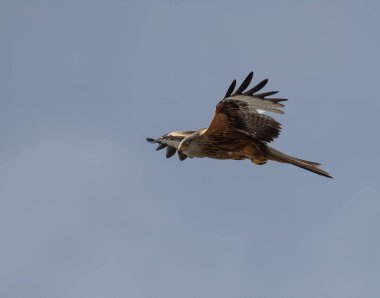 Mavi gökyüzünde uçan büyük bir şahinin alçak açılı görüntüsü.