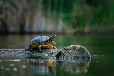 Sarı karınlı bir sürgülü kaplumbağa gölün tahta yüzeyine yerleşti.