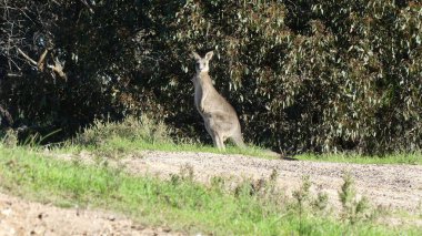 Ormandaki bir ağacın gölgesinde tatlı vahşi bir kanguru duruyor, Avustralya yaban hayatı.