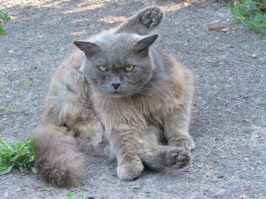 Ciddi pofuduk kedi bakışı.
