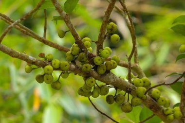 Güneşli bir günde, bahçedeki bir Ficus süperba dalına yakın çekim.