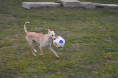 Ağzında topla koşan sevimli kahverengi bir köpek.