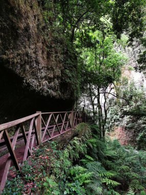 İspanya 'nın Kanarya Adaları' ndaki La Palma adasındaki bir ormanın dikey görüntüsü.