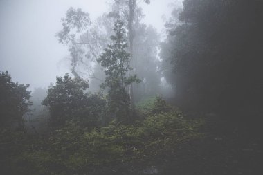 Sis içindeki bir ormanın güzel bir görüntüsü.