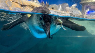 Langkawi, Malezya 'da yüzeye yakın yüzen sevimli bir penguen.
