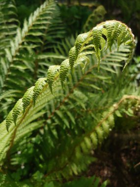 Güneşli bir günde yeşil eğreltiotu bitkilerinin dikey yakın çekimi