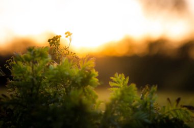 Tarlada büyüyen yeşil bir bitkinin yakın plan çekimi. Manzaralı bir günbatımı arka planı.