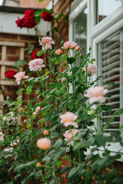 Açık pembe İngiliz güllerinin dikey seçmeli odak noktası.