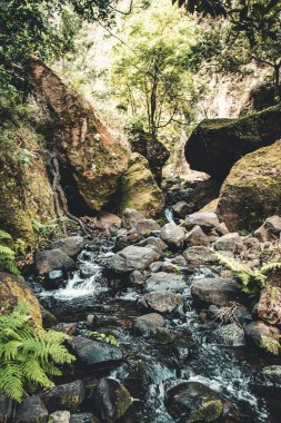 Bir ormanda akan kayalık derenin dikey görüntüsü.