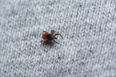 Kurban bekleyen insan giysilerindeki tehlikeli kan emiciye bakın.