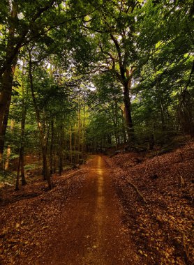 Güzel bir orman manzarası.