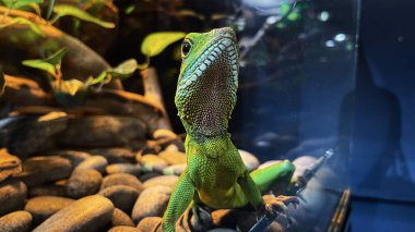 Langkawi, Malezya 'daki akvaryum camının arkasındaki Çin su ejderhası.