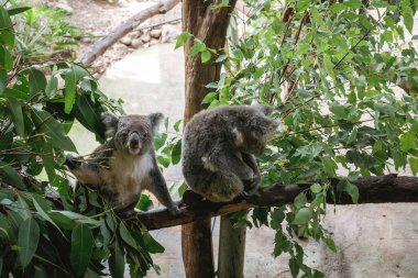 Ağaçta oturmuş okaliptüs yiyen iki koalayı yakın plan çekimi.