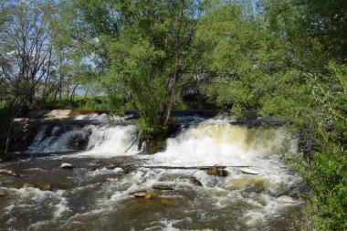Güneşli bir günde yeşilliklerle çevrili köpüklü bir dere.