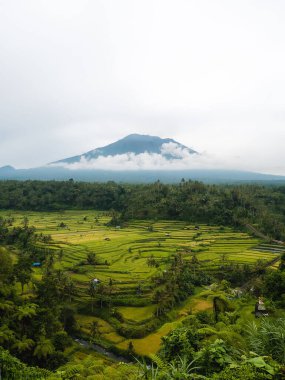 Önplanda yeşil bir ormanla kaplı bulutlarla çevrili bir dağın dikey görüntüsü.