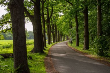 Parlak yeşil bir ormanda uzun bir yürüyüş yolu.