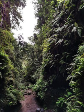 İspanya 'nın Kanarya Adaları' ndaki La Palma adasında yeşil ağaçların ve bitkilerin dikey çekimi