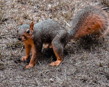 Ortabatı sincabı ormanda yiyecek arıyor..