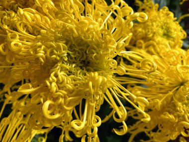 Güzel kasımpatı. Koyu arkaplanı olan taze büyük çiçekler.