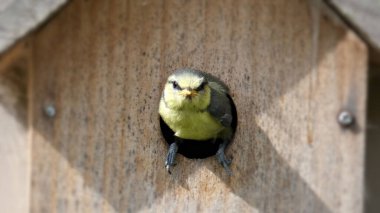 A selective focus shot of a tit on a hole of the birdhouse