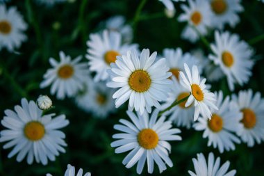 Güneşli bir günde, yaz çayırlarında yetişen güzel beyaz papatyalar.