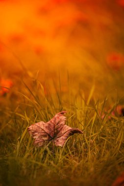 Çimlerin üzerindeki sonbahar yaprağının dikey sığ odağı