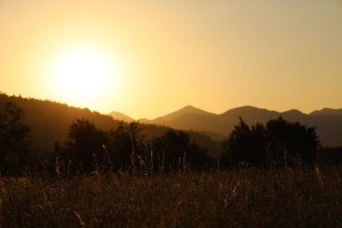 Arkasında dağlar ve günbatımı olan güzel bir buğday tarlası.