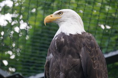Kel kartal yüzünün alçak açılı yakın plan çekimi.