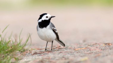 Yere tünemiş küçük beyaz bir kuyruk kuşunun yakın çekimi.