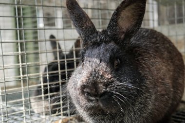 Kafesteki sevimli bir tavşanın yakın çekimi.