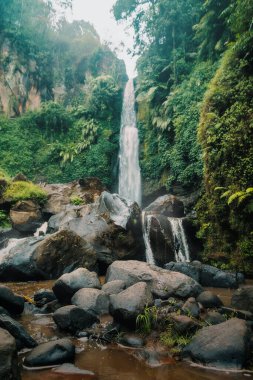 Sonsuza dek yeşil bir ormanda güzel bir şelalenin dikey görüntüsü.