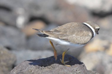 Bir Yetişkin Kentish Plover Su Kuşu Kaya Sahili yakınında