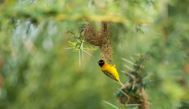 Bulanık bir arkaplanda yuva yapan bir Ploceus dokumacısının yakın plan çekimi.