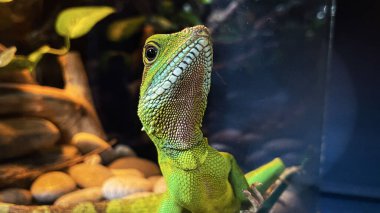 Langkawi, Malezya 'daki akvaryum camının arkasındaki Çin su ejderhası.