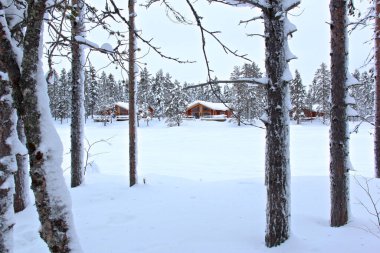 Gündüz vakti Laponya 'da karla kaplı bir ormanın büyüleyici bir görüntüsü.