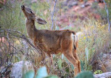 Kırsal bir alanda güzel kahverengi bir geyik