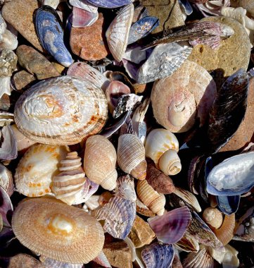 Batı kıyısındaki kumsalda güzel deniz kabukları